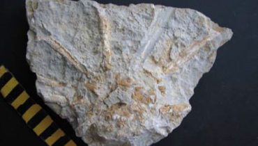 Fossíl encontrado em Mar Jurássico português