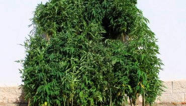 GNR Faro - Apreensão de plantas cannabis