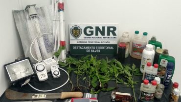 GNR Faro - Apreensão de plantas