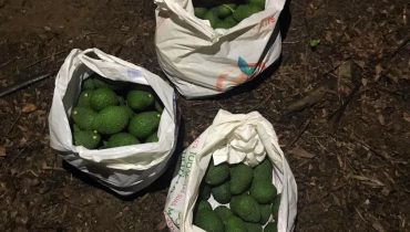 GNR Faro - Apreensão de produtos agrícolas