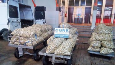 GNR UCC - Apreensão de bivalves