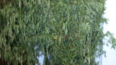 GNR apreende cannabis em Monchique julho 2014