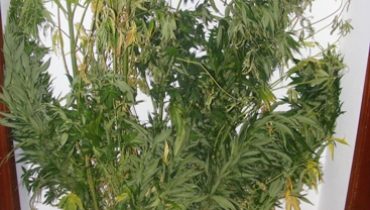 GNR volta  a apreender cannabis em Monchique julho 2014