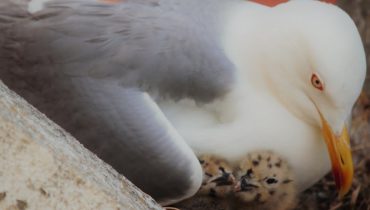 Gaivota