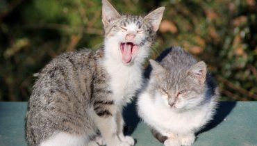 Two street CATS in Madrid (Spain).