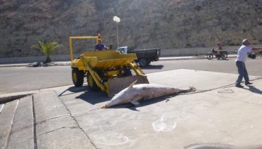 Golfinhos Morto Sagres 1|Golfinho Morto Sagres 2