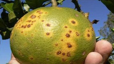 Greening-numa laranja