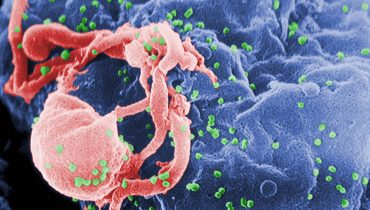 HIV-budding-Color|Ana-Abecasis|mosquito Aedes aegypti