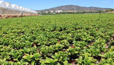Hortensias_Schroll Flavours_low
