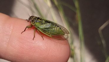 IMAGEM-Macho-de-cigarra-verde-do-Alentejo-Euryphara-contentei-a-cigarra-mais-ameaçada-do-país