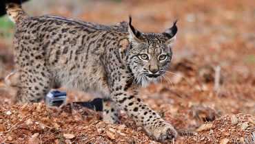 IMAGEM-lince-iberico