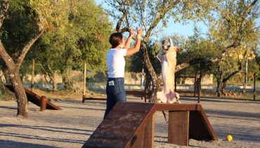 Inaug_Parque_Canino_SBA_4out2021_cao_caes (96) (Large)|Inaug_Parque_Canino_SBA_4out2021_cao_caes (1) (Large)|Inaug_Parque_Canino_SBA_4out2021_cao_caes (160) (Large)|Inaug_Parque_Canino_SBA_4out2021_cao_caes (140) (Large)|Inaug_Parque_Canino_SBA_4out2021_cao_caes (81) (Large)|Inaug_Parque_Canino_SBA_4out2021_cao_caes (63) (Large)|Inaug_Parque_Canino_SBA_4out2021_cao_caes (62) (Large)