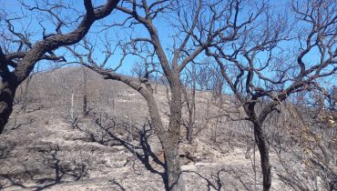 Incêndio-Sao Marcos da Serra-PL3