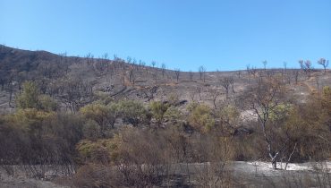 Incêndio-Sao Marcos da Serra-PL6