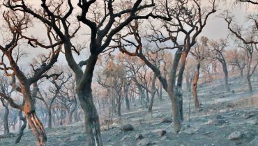 Incêndio em Monchique Casais_Nelson Inácio_43