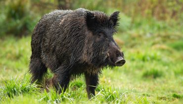 Dangerous wild boar male with white tusks on green meadow in summer|Alert male wild boar standing fierceful on a meadow in springtime.