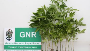 Lagos - Plantas apreendidas - Copy