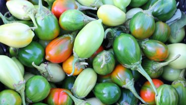Legumes_Frutas_Agricultura_Dieta Mediterrânica_In Loco (6)