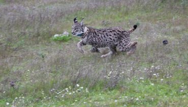 Libertação Rosmaninho e Rouxinol Lince Ibérico_ICNF (2)