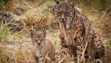 Life-Lince Abutre