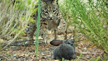 Lince CNRLI_Imagem CNRLI_ICNF_A caçar coelho