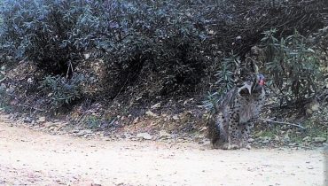 Lince Mistral