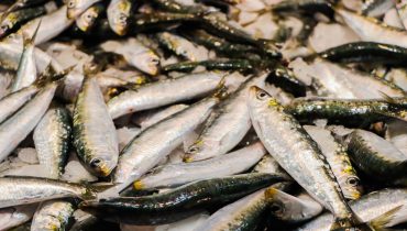 Mercado de Faro sardinhas peixe_bc13