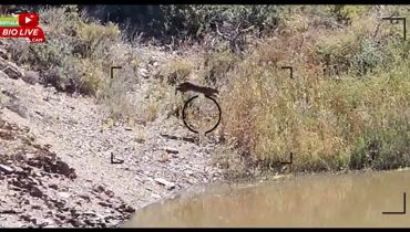 Mértola Bio Live Cam_salto de lince-iberico|Mértola Bio Live Cam_javali|Mértola Bio Live Cam_perdiz