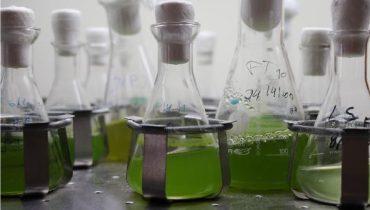 Microalgas CCMar|ex_post