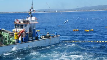 Ministra do mar liberta corvinas (20)|estrategia_de_pro_mar_hr-5|estrategia_de_pro_mar_helena_vieira_hr-4|estrategia_de_pro_mar__ministro_do_mar_hr-1