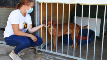 Ministro do Ambiente_Bem estar animal_Monchique_er (23)|esterilize_animal