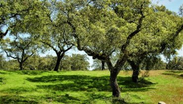 Montado de sobro