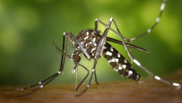Mosquito-Aedes-albopictus-dengue
