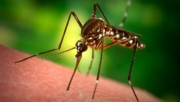 Mosquitos