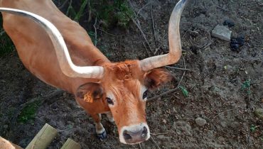NI_Vaca raça Barrosã|NI_Cartaz divulgacao