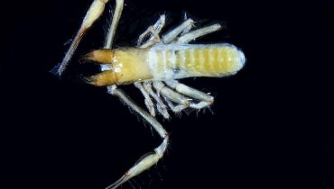 Occidenchthonius goncalvesi|A bióloga-espeleóloga Sofia Reboleira