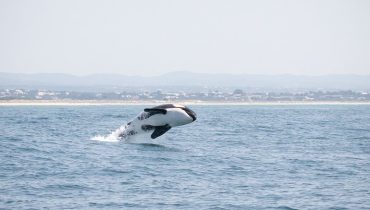 Orca ao largo da Culatra_ Foto Ocean Vibes