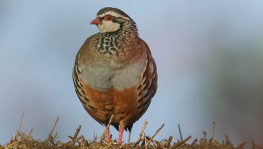 Perdiz_Depositphotos_684344320_L|Red-legged partridge