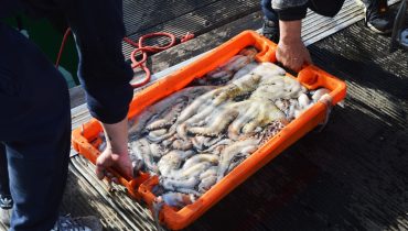 Pesca Pescadores Captura Polvo Santa Luzia RB (1)