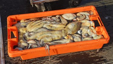 Pesca Pescadores Captura Polvo Santa Luzia RB (13)