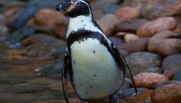 Pinguim Africano
