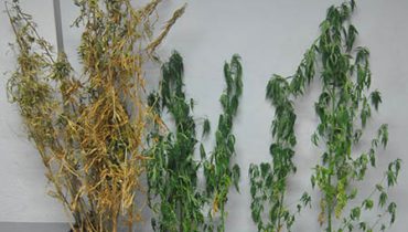 Plantas cannabis NIC Loulé_Destaque|Plantas NIC Loulé