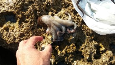 Polvo bebés capturados em Faro
