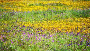 Primavera_er_03|Mostra da Primavera-A4