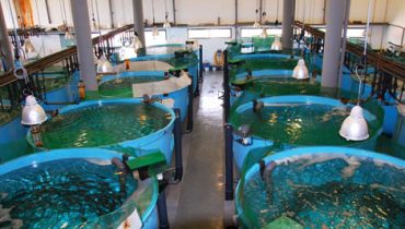 Aquacultura