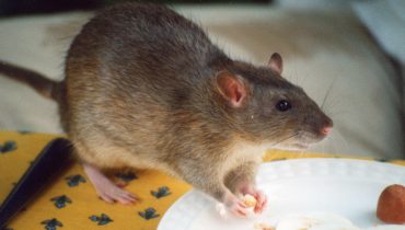 Ratazana|2019-129-desinfestacao-ambiolhao-ago-set