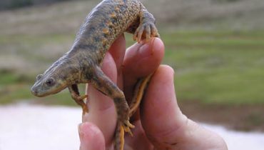 Salamandra-de-costelas-salientes