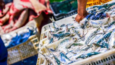 Sardinhas-Pesca-1