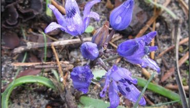 Scilla-odorata-Link-(Jacinto-do-algarve)|Localizacao-da-area-afetada