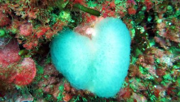 Sea4Us_Invertebrate2|Sea4Us_equipalonge|OLYMPUS DIGITAL CAMERA|OLYMPUS DIGITAL CAMERA|Pedro-Lima-Sea4Us||